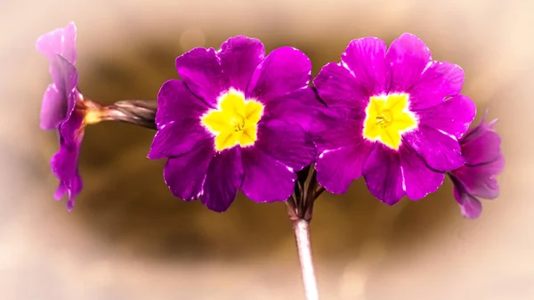プリムラ アカウリス プリムラ ヴァルガリス 庭の早春に咲く茎先の観賞植物 — ストック写真