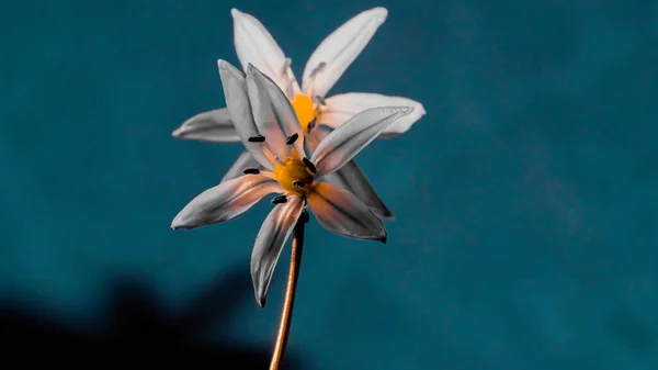 Сибірська Цибулина Цилла Сиберійська Блакитна Квітка Цвіте Марші Абрилі — стокове фото