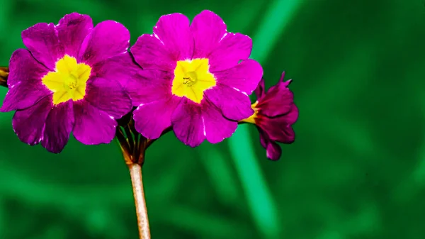 Прімула Акауліс Пермула Вульгарні Плодоносні Декоративні Рослини Цвітуть Ранньою Весною — стокове фото