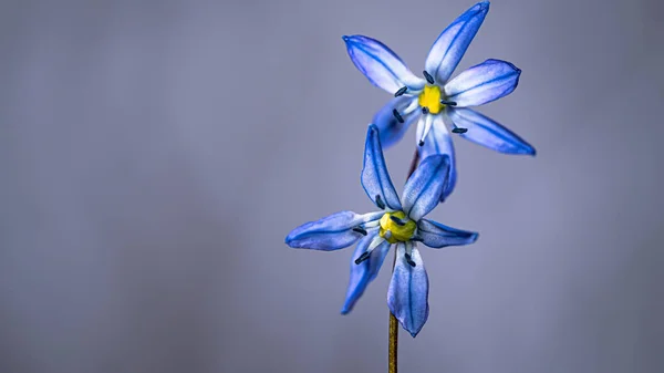 Lampadina Siberiana Scilla Siberiana Fiore Blu Fioritura Marzo Aprile — Foto Stock