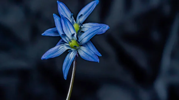 Bulbo Siberiano Scilla Siberica Flor Azul Floreciendo Marzo Abril — Foto de Stock