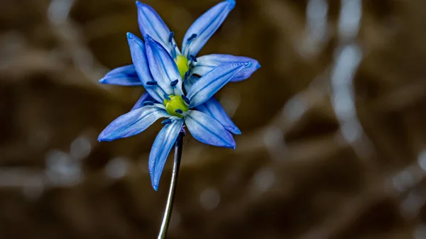 Bulbo Siberiano Scilla Siberica Flor Azul Florescendo Março Abril — Fotografia de Stock