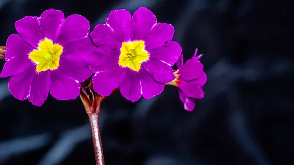 プリムラAcaulis Primula Valgaris 茎は庭の早春に咲く観賞植物をバラ — ストック写真