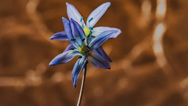 Sibiřská Cibule Scilla Siberica Modrý Květ Kvetoucí Březnu Dubnu — Stock fotografie