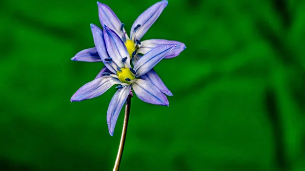 Lampadina Siberiana Scilla Siberica Fiore Blu Fiorito Marzo Aprile — Foto Stock