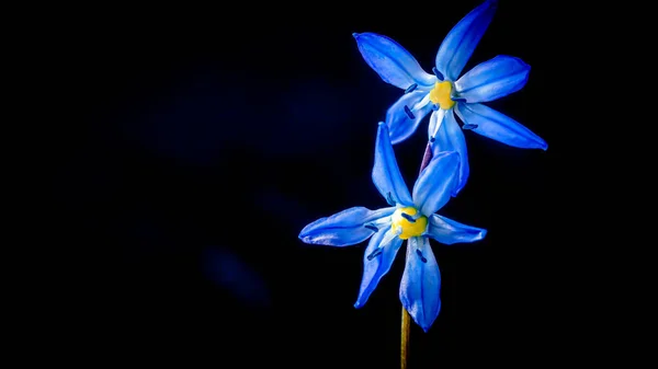 Szibériai Hagyma Szibériai Szibéria Márciusban Áprilisban Kék Virág Virágzik — Stock Fotó