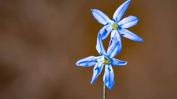 Сибірська Цибулина Цилла Сиберіка Блакитна Квітка Розквітає Маршем Абрилом — стокове фото
