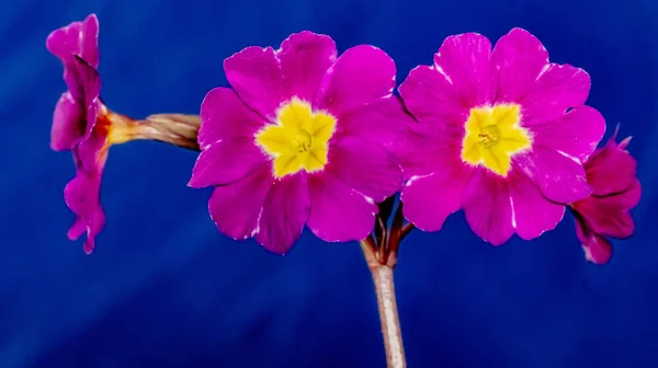 プリムラAcaulis Primula Valgaris 茎は庭の早春に咲く観賞植物をバラ — ストック写真