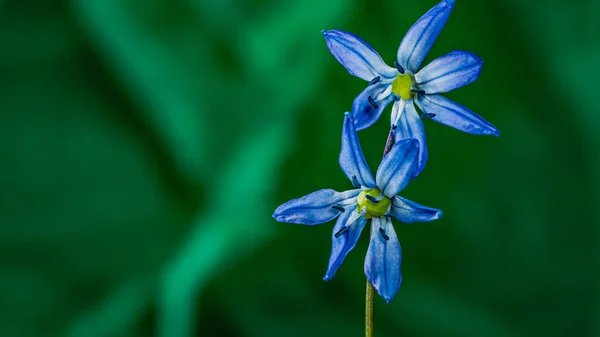 Сибірська Цибулина Цилла Сиберіка Блакитна Квітка Розквітає Маршем Абрилом — стокове фото