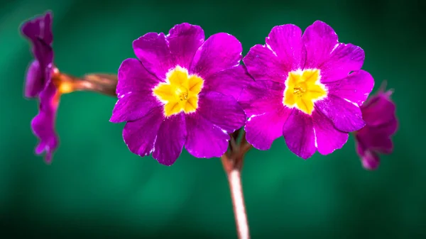 Primula Acaulis Primula Vulgaris Стебельное Первородное Растение Цветущее Ранней Весной — стоковое фото