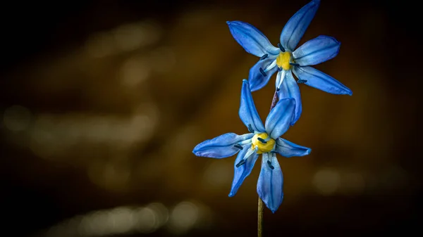 Sibirya Soğanı Scilla Siberica Mart Nisan Açan Mavi Çiçek — Stok fotoğraf