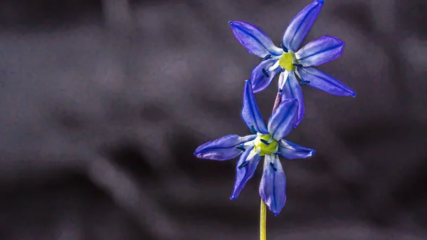 Sibiřská Cibule Scilla Siberica Modrý Květ Kvetoucí Březnu Dubnu — Stock fotografie
