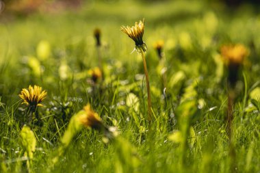 Sonchus, karahindiba çiçekleri tüylü bir çimenliğin arkasında..