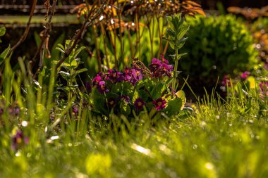 Bahçedeki çiçeklerin ve çimlerin görüntüsü sabah güneşiyle aydınlanıyor..