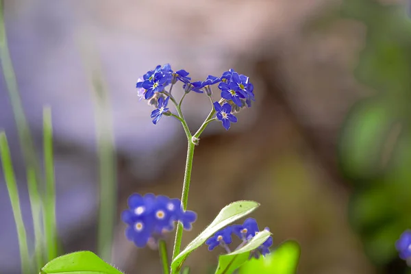 紫苏花属植物是紫苏花科中的一种植物 — 图库照片