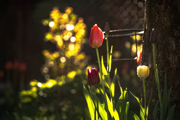 Tulipe Plante Bulbeuse Appartenant Famille Des Lis — Photo