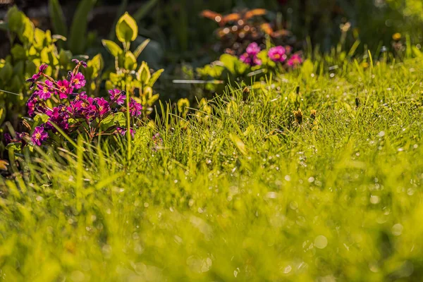 Kilátás Virágok Gyep Kertben Megvilágított Reggeli Nap — Stock Fotó