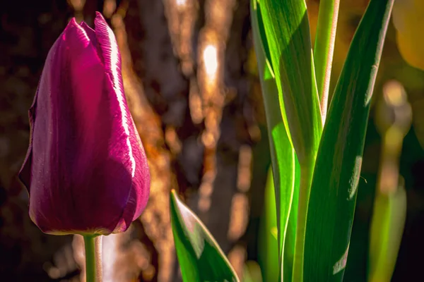 Тюльпан Луковичное Растение Принадлежащее Семье Лили — стоковое фото