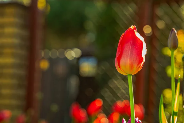 Тюльпан Луковичное Растение Принадлежащее Семье Лили — стоковое фото