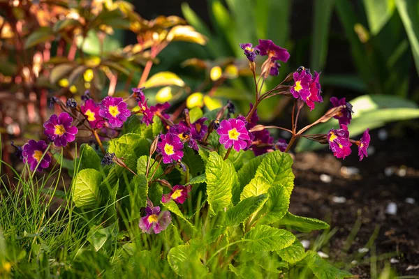 Bahçedeki çiçeklerin ve çimlerin görüntüsü sabah güneşiyle aydınlanıyor..