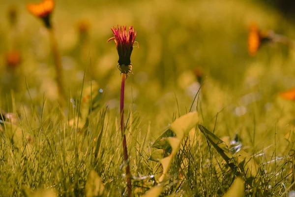 Sonchus Löwenzahnblüten Auf Dem Hintergrund Eines Verschwommenen Rasens — Stockfoto