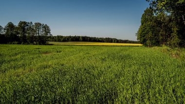 Yeşil tahıl tarlası manzarası ve güneşli bir bahar gününde açan sarı kolza tohumu tarlası..