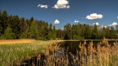 Güneşli bir bahar gününde, gökyüzünde beyaz bulutlar olan ormandaki göl manzarası..