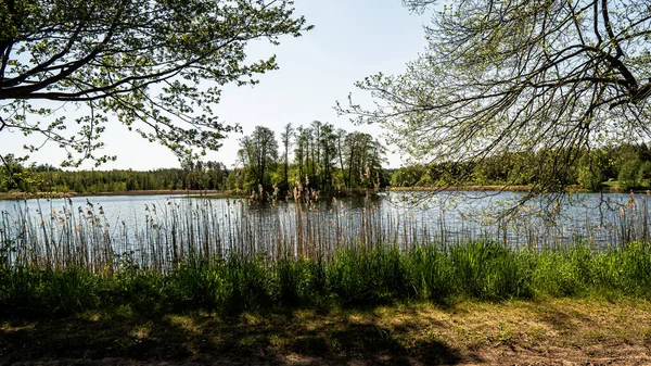 Pohled Jezero Lese Slunném Jarním Dni Bílými Mraky Obloze — Stock fotografie