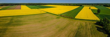 Çiçek açan sarı kolza tohumu ve yeşil tahıldan oluşan hava manzarası, güneşli bir günde..