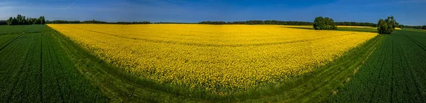 晴れた日に黄色の菜の花と緑の穀物を開花の空中パノラマ — ストック写真