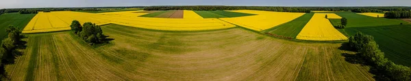 Panorama Aérien Colza Jaune Fleuri Grain Vert Par Une Journée — Photo