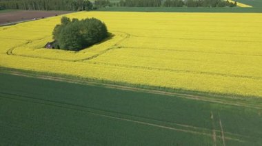 Güneşli bir bahar gününde çiçek açan sarı kolza tohumu tarlaları, yeşil çavdar ve buğday tarlaları..