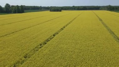 Güneşli bir bahar gününde çiçek açan sarı kolza tohumu tarlaları, yeşil çavdar ve buğday tarlaları..