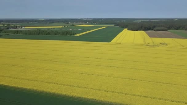 Letecký Pohled Kvetoucí Žlutá Řepková Pole Zelená Pole Žita Pšenice — Stock video