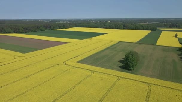 Luchtfoto Van Bloeiende Gele Koolzaadvelden Groene Velden Van Rogge Tarwe — Stockvideo