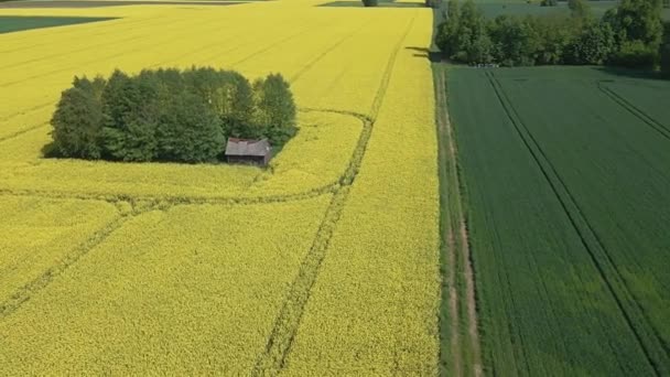 日当たりの良い春の日に咲く黄色の菜の花畑とライ麦と小麦の緑のフィールドの空中ビュー — ストック動画