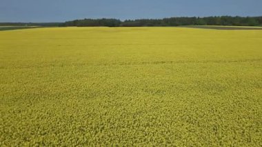 Güneşli bir bahar gününde çiçek açan sarı kolza tohumu tarlaları, yeşil çavdar ve buğday tarlaları..