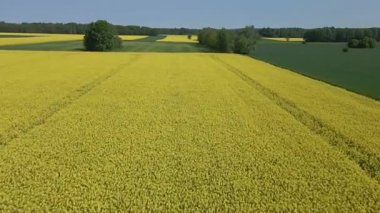 Güneşli bir bahar gününde çiçek açan sarı kolza tohumu tarlaları, yeşil çavdar ve buğday tarlaları..