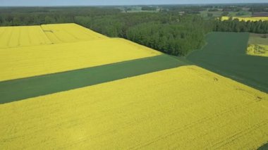 Güneşli bir bahar gününde çiçek açan sarı kolza tohumu tarlaları, yeşil çavdar ve buğday tarlaları..