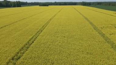 Güneşli bir bahar gününde çiçek açan sarı kolza tohumu tarlaları, yeşil çavdar ve buğday tarlaları..
