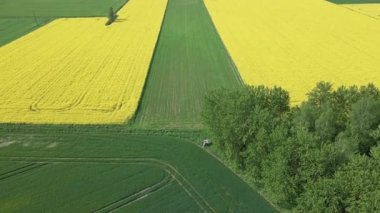 Güneşli bir bahar gününde çiçek açan sarı kolza tohumu tarlaları, yeşil çavdar ve buğday tarlaları..