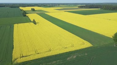 Güneşli bir bahar gününde çiçek açan sarı kolza tohumu tarlaları, yeşil çavdar ve buğday tarlaları..
