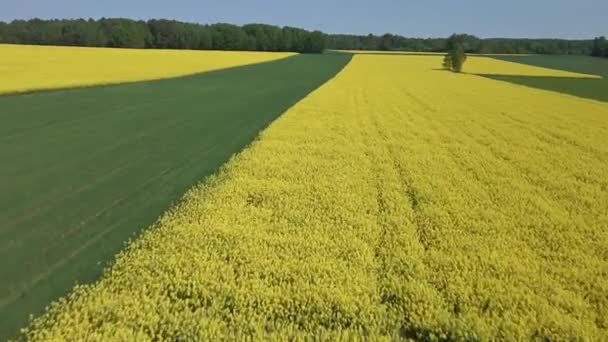 Αεροφωτογραφία Των Ανθισμένων Κίτρινων Λιβαδιών Και Των Πράσινων Αγρών Σίκαλης — Αρχείο Βίντεο