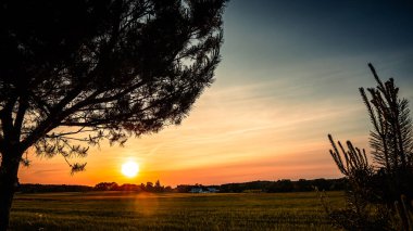 Podlasie 'deki yeşil buğdayın üzerinde batan güneşin manzarası yol kenarındaki iki çam ağacının ön planıyla.