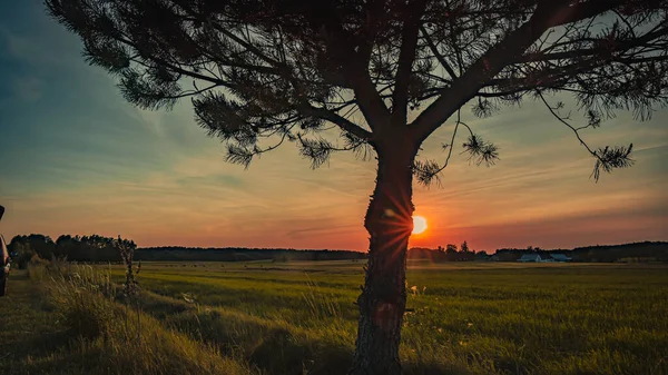 Podlasie 'deki yeşil buğdayın üzerinde batan güneşin manzarası yol kenarındaki iki çam ağacının ön planıyla.