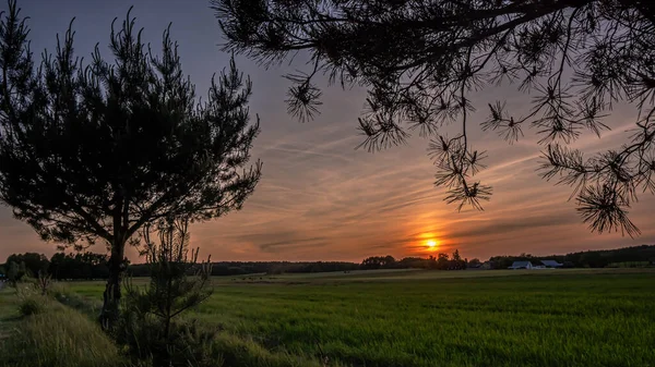 Podlasie 'deki yeşil buğdayın üzerinde batan güneşin manzarası yol kenarındaki iki çam ağacının ön planıyla.