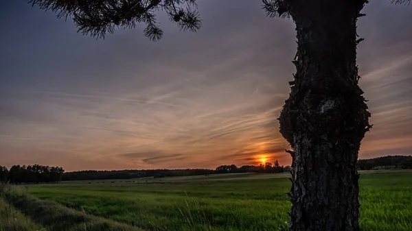Вид Заходящего Солнца Над Зеленой Зоной Подлясье Фоне Двух Сосен — стоковое фото