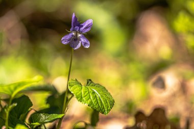 Orman çiçekleri ve güzel bokeh.