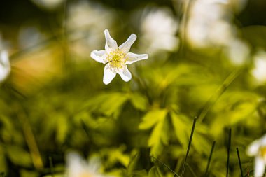Orman çiçekleri ve güzel bokeh.