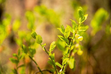 Arkaplanı bulanık yeşil yapraklar, bokeh.